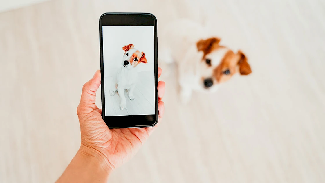 Woman taking phone picture of a Jack Russtle Terrier dog